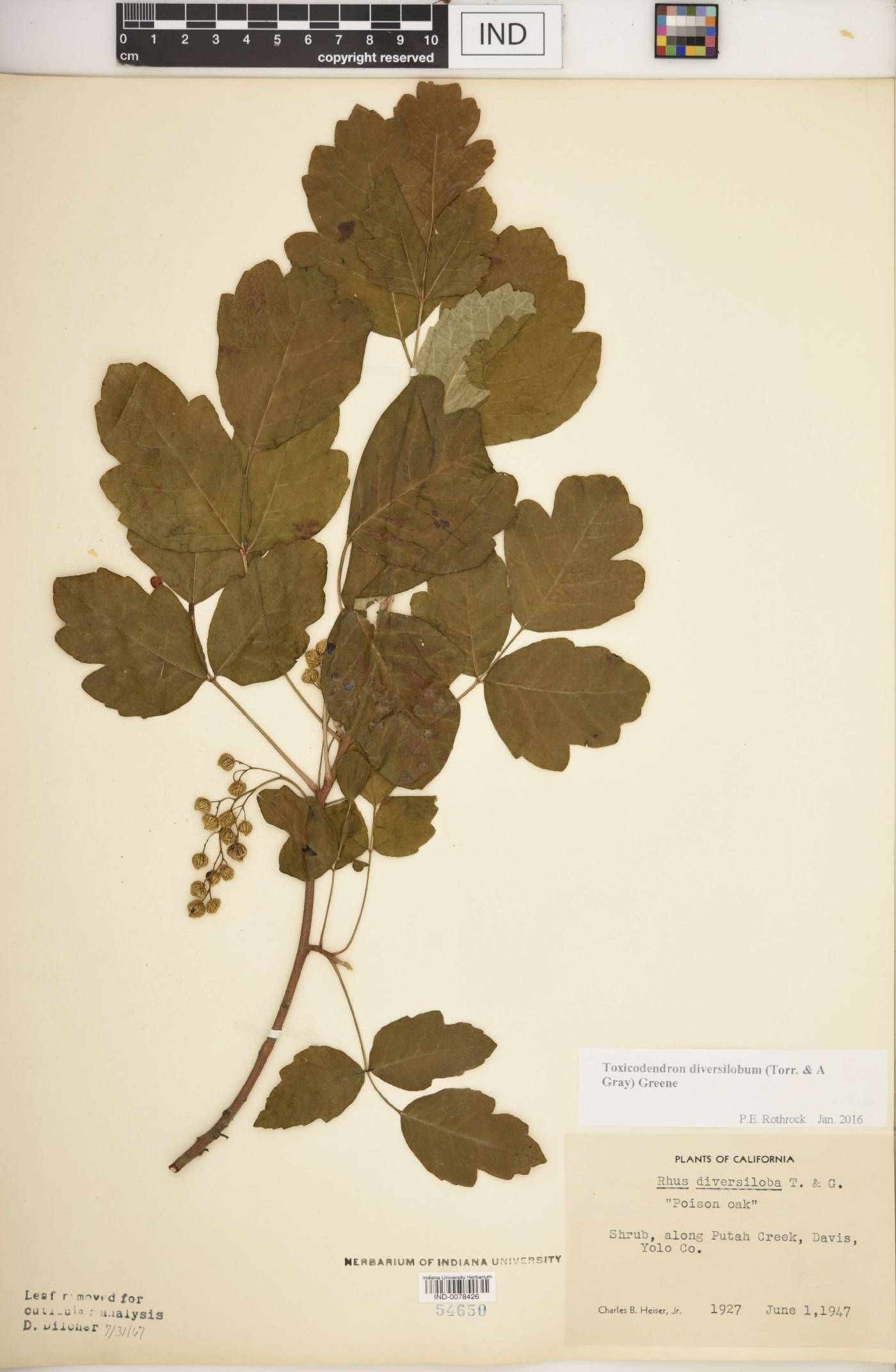 Toxicodendron diversilobum image