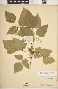 Toxicodendron radicans subsp. negundo image