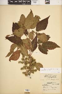 Toxicodendron radicans subsp. negundo image