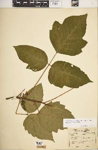 Toxicodendron radicans subsp. negundo image