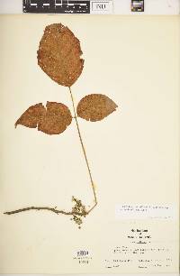 Toxicodendron radicans subsp. negundo image