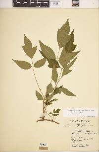 Toxicodendron radicans subsp. negundo image