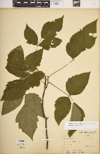 Toxicodendron radicans subsp. negundo image