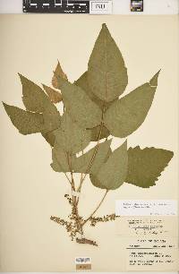 Toxicodendron radicans subsp. negundo image