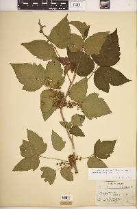 Toxicodendron radicans subsp. negundo image