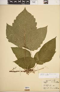 Toxicodendron radicans subsp. negundo image