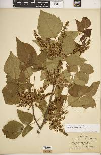 Toxicodendron radicans subsp. negundo image