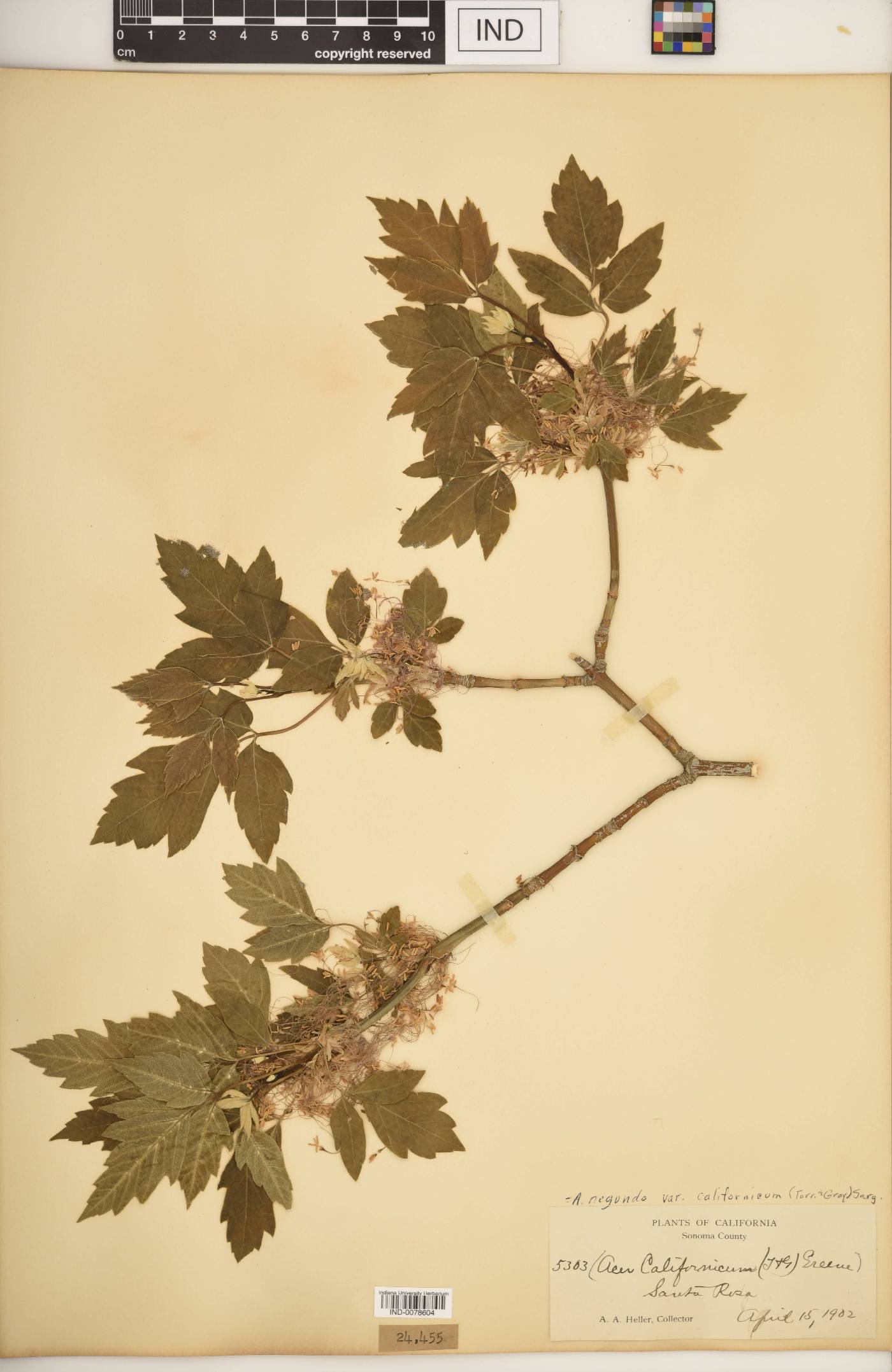 Acer negundo var. californicum image