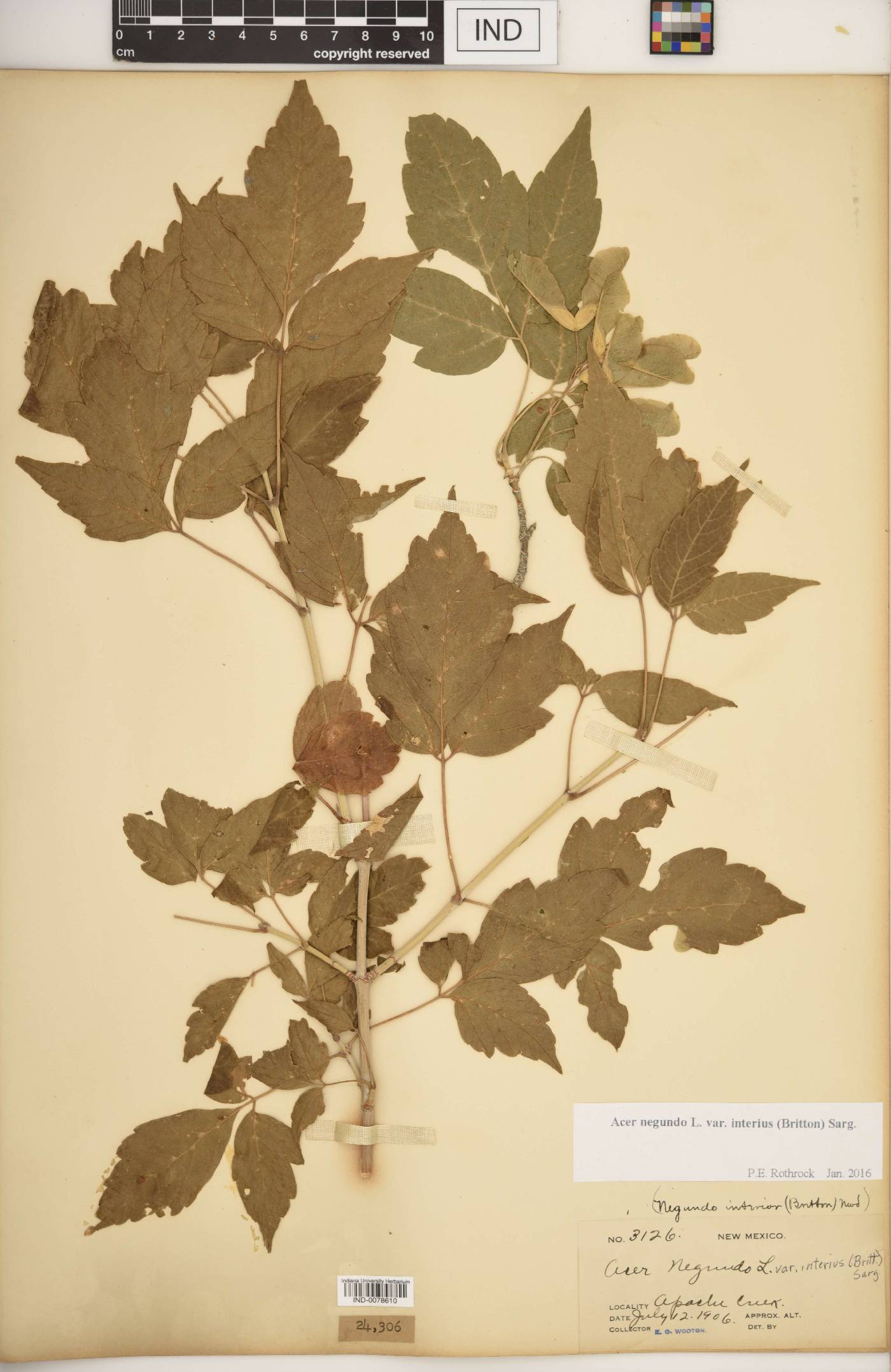 Acer negundo var. interius image