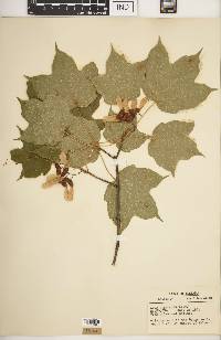 Acer nigrum image