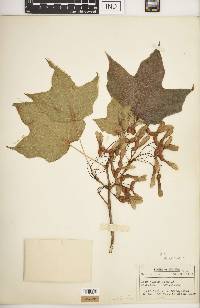 Acer nigrum image