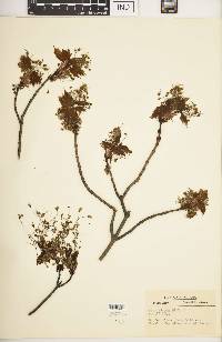 Acer nigrum image