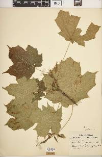 Acer nigrum image