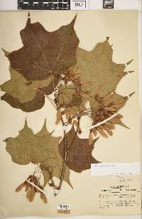 Acer nigrum image