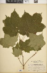 Acer nigrum image