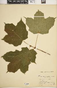 Acer nigrum image