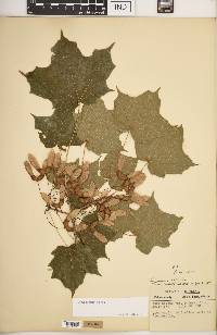 Acer nigrum image