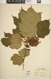 Acer nigrum image