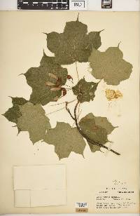 Acer nigrum image