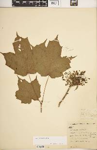 Acer nigrum image