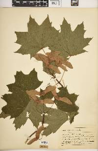 Acer nigrum image