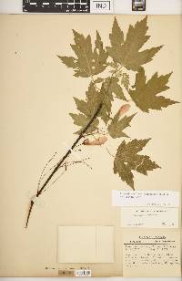 Acer rubrum var. drummondii image