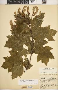 Acer rubrum var. drummondii image