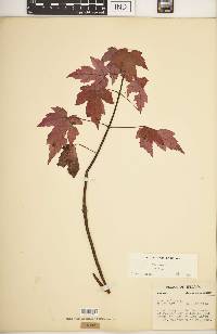 Acer rubrum var. rubrum image