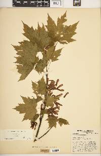 Acer rubrum var. rubrum image