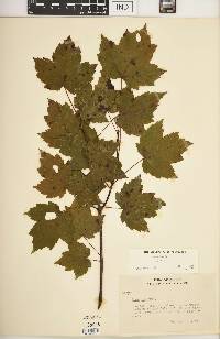 Acer rubrum var. rubrum image