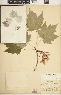 Acer rubrum var. rubrum image