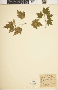 Acer rubrum var. rubrum image