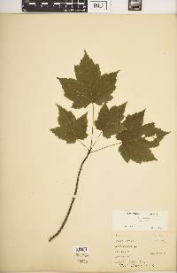 Acer rubrum var. rubrum image