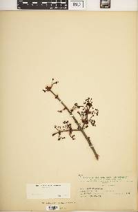 Acer rubrum var. rubrum image