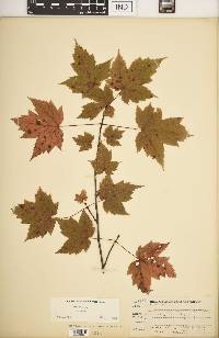 Acer rubrum var. rubrum image