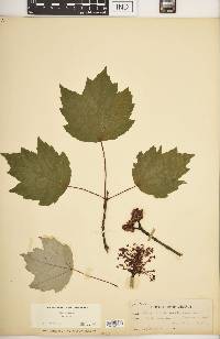 Acer rubrum var. rubrum image