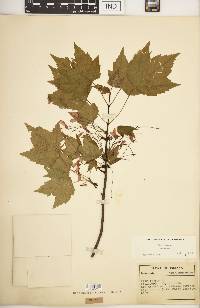 Acer rubrum var. rubrum image