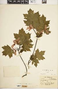 Acer rubrum var. rubrum image