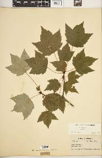 Acer rubrum var. rubrum image