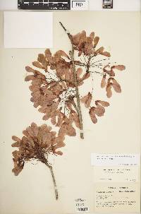 Acer rubrum var. drummondii image