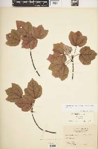 Acer rubrum var. trilobum image