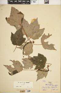 Acer rubrum var. tomentosum image