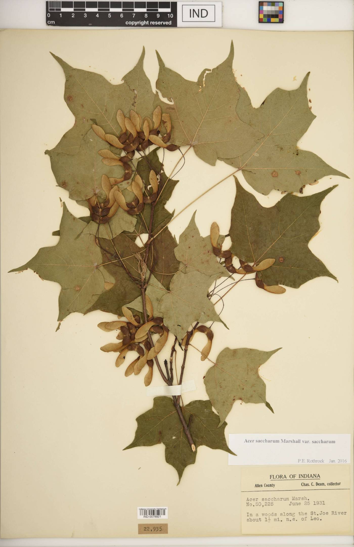 Acer saccharum var. saccharum image