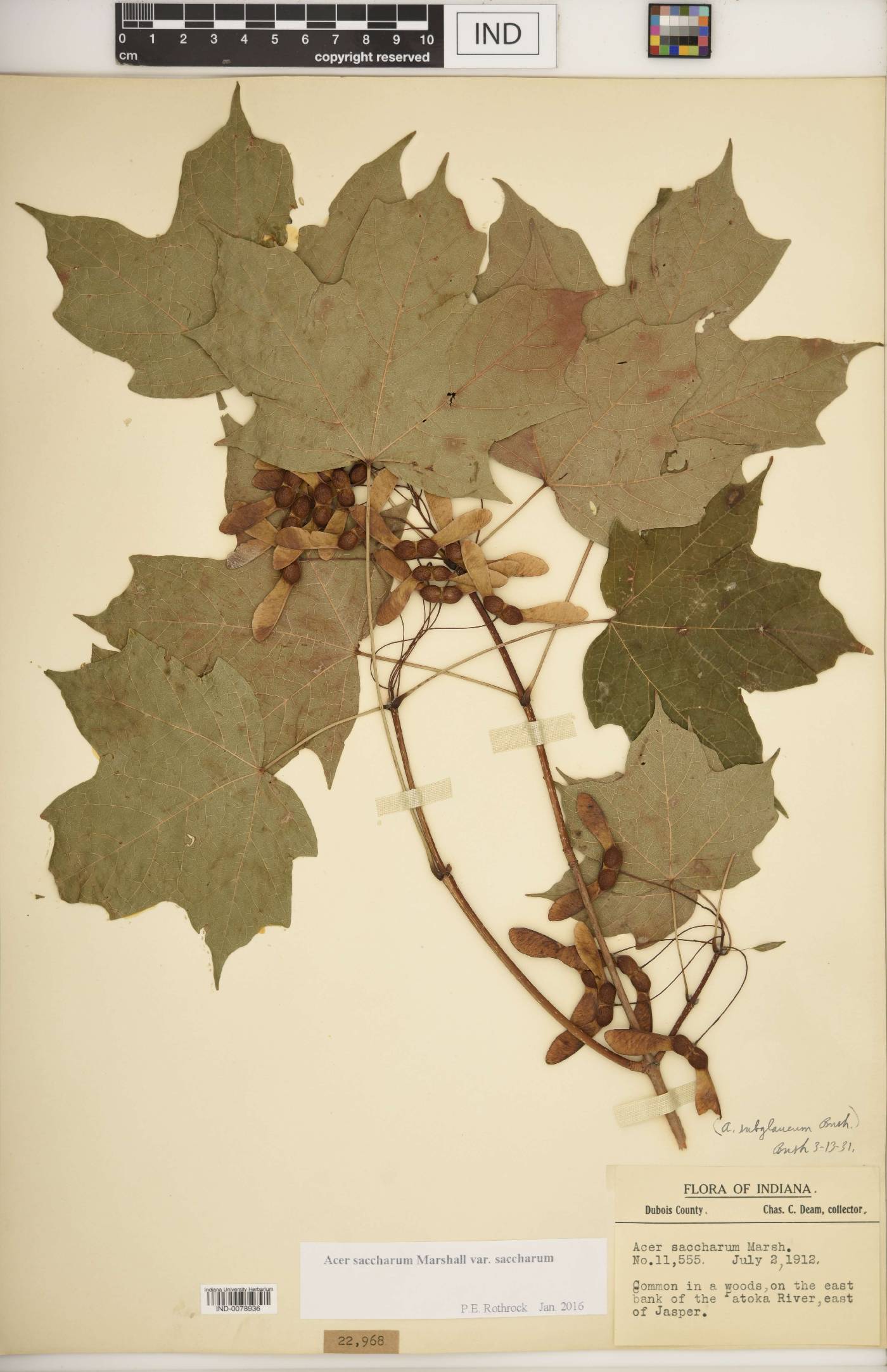 Acer saccharum var. saccharum image