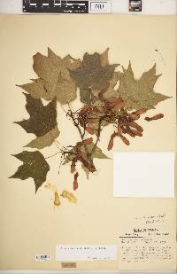 Acer saccharum var. saccharum image