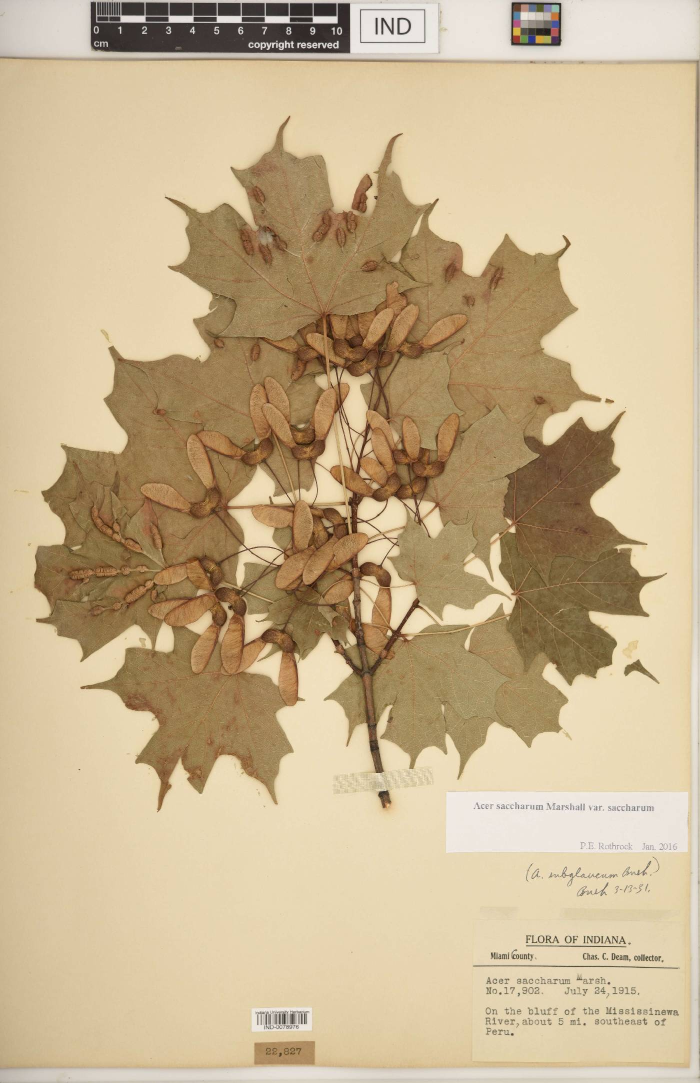 Acer saccharum var. saccharum image