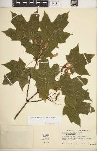 Acer saccharum var. saccharum image