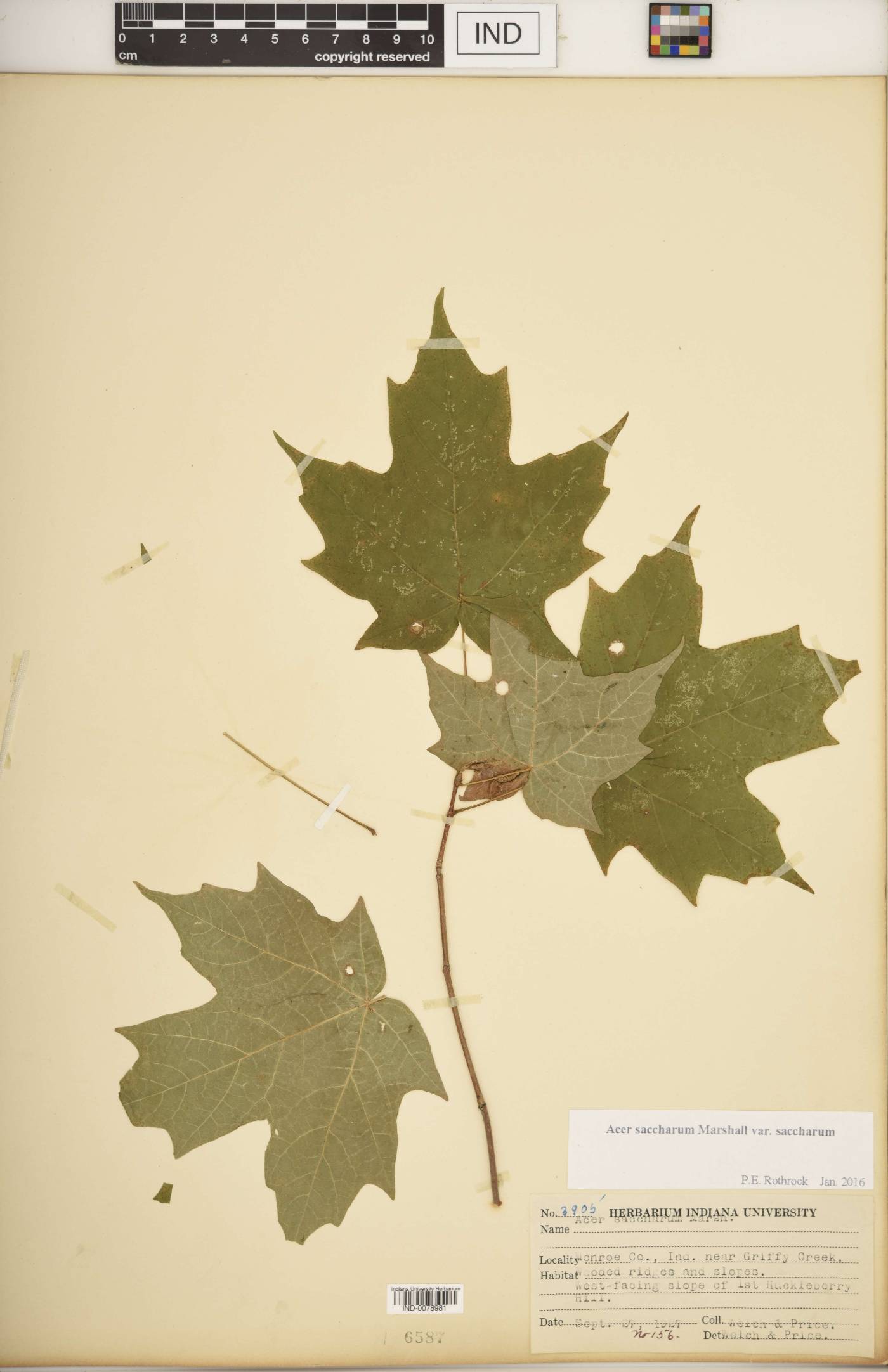 Acer saccharum var. saccharum image