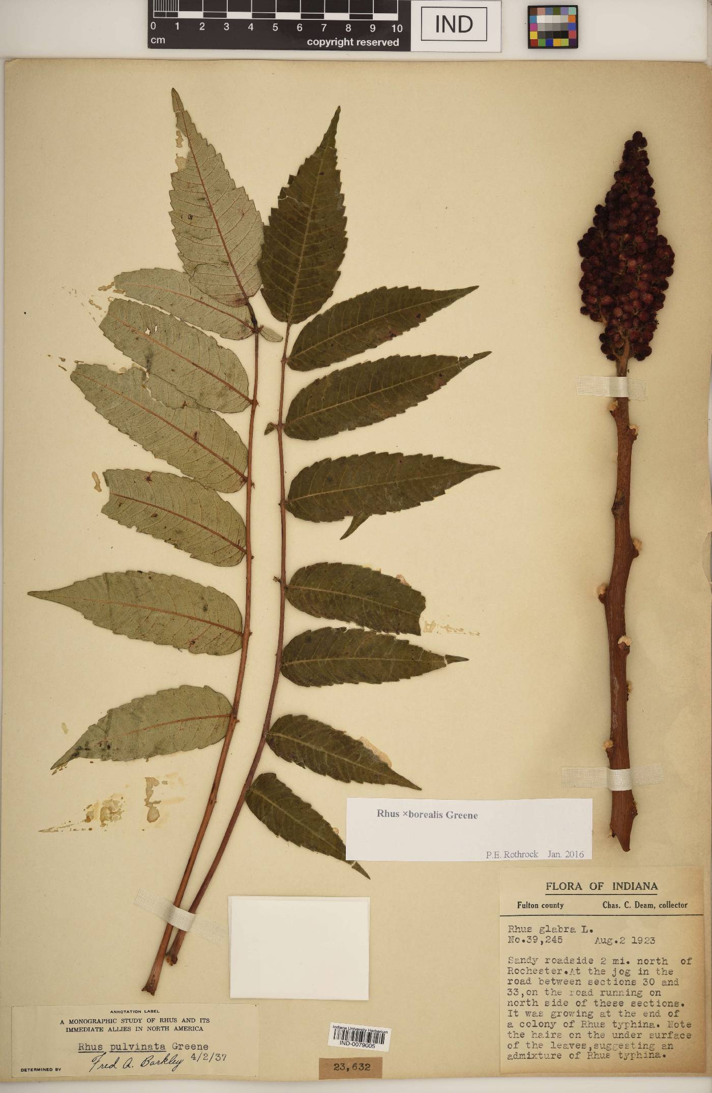 Rhus × borealis image