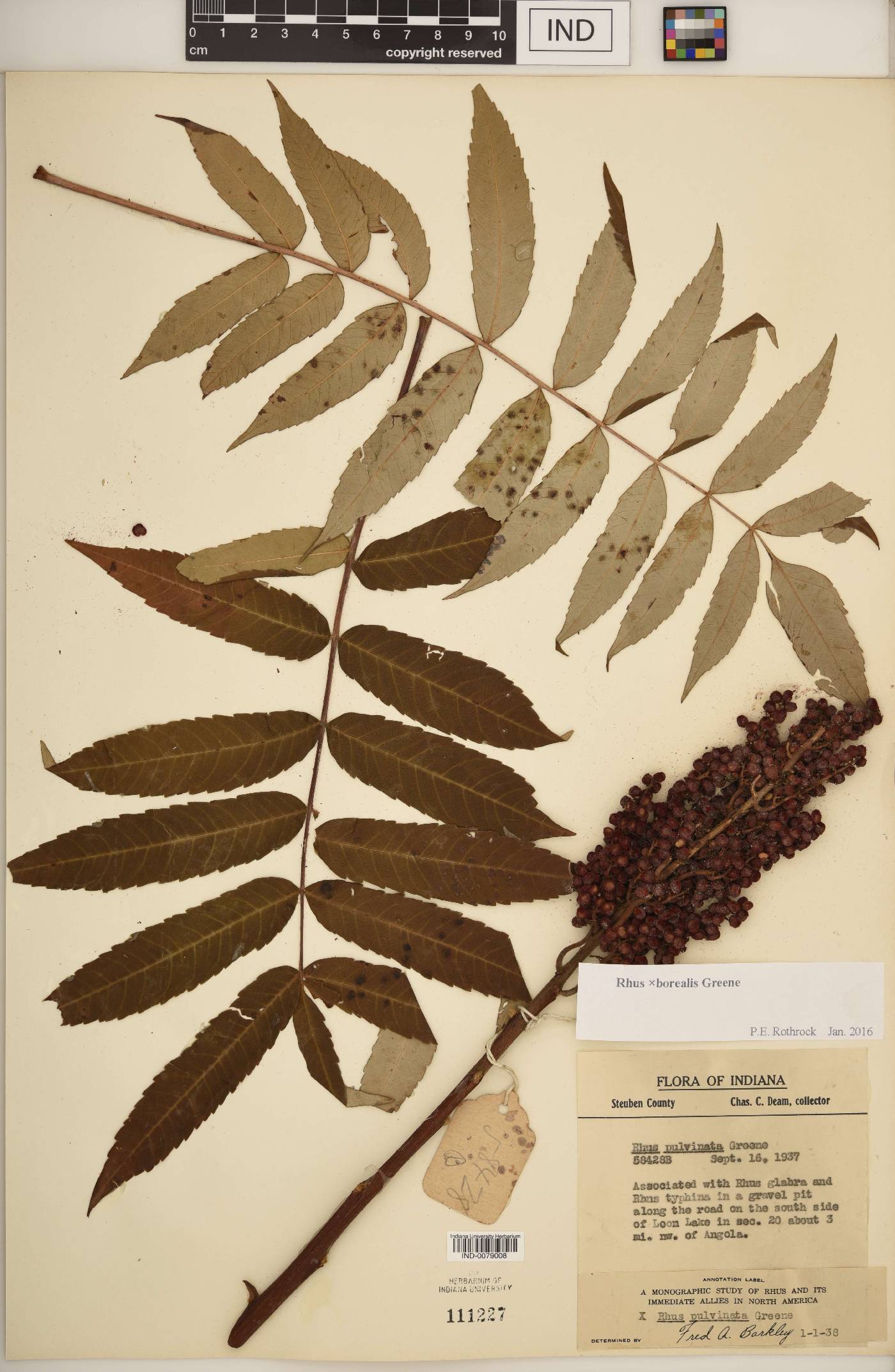 Rhus × borealis image